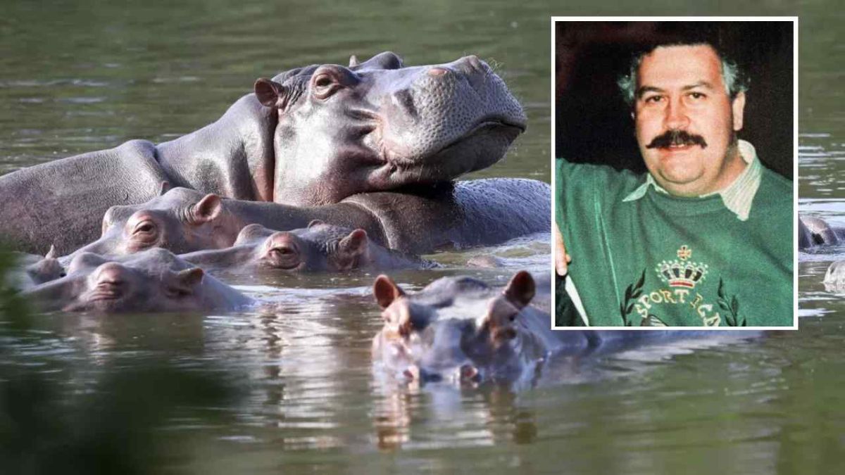 Magnate-indio-ofrece-acoger-80-hipopotamos-de-Pablo-Escobar-que-Colombia-planea-sacrificar
