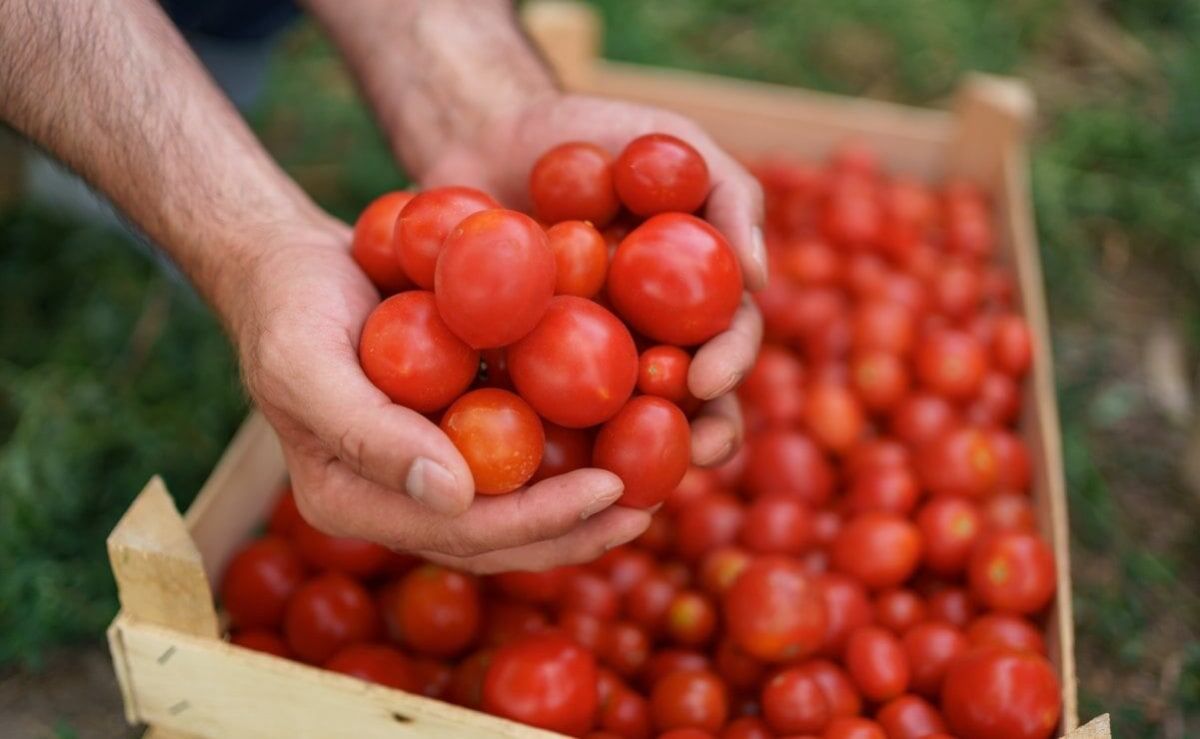 Caen-exportaciones-agroalimentarias-de-Mexico-en-el-primer-trimestre-de-2026