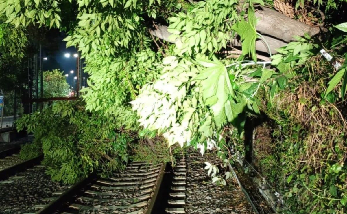 Tren-Ligero-opera-con-servicio-provisional-por-caida-de-un-arbol-entre-Tepepan-y-La-Noria