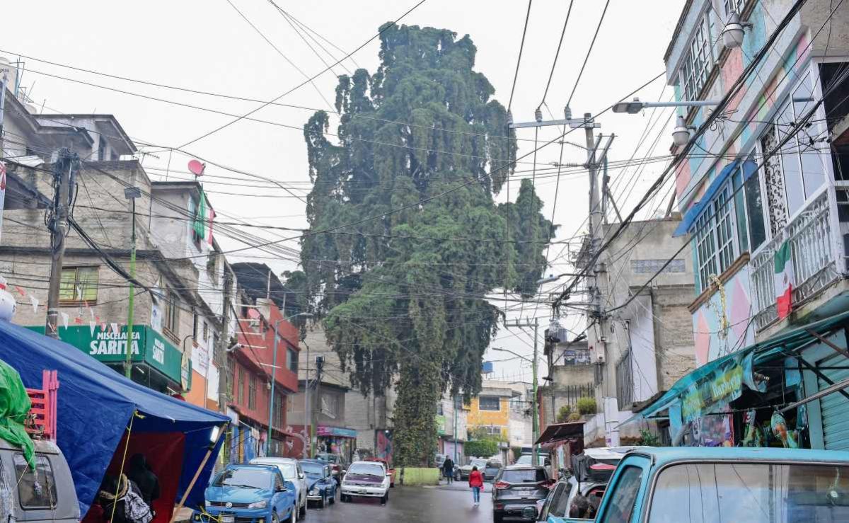 ciudadania-impulsa-proteccion-de-22-arboles-patrimoniales-en-la-cdmx