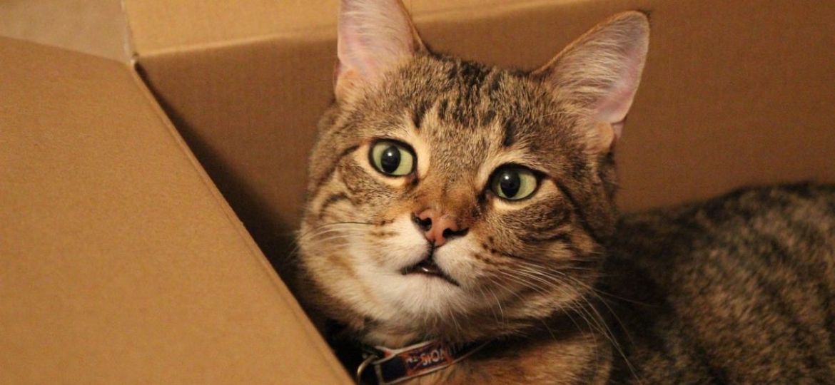 dia-del-gato-por-que-se-celebra-tres-veces-al-ano
