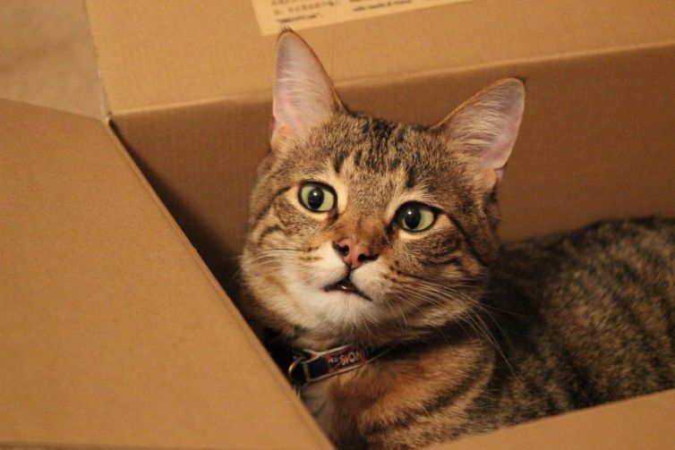 dia-del-gato-por-que-se-celebra-tres-veces-al-ano