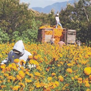los-campos-de-atlixco-comienzan-la-cosecha-de-cempasuchil-y-terciopelo-para-dia-de-muertos