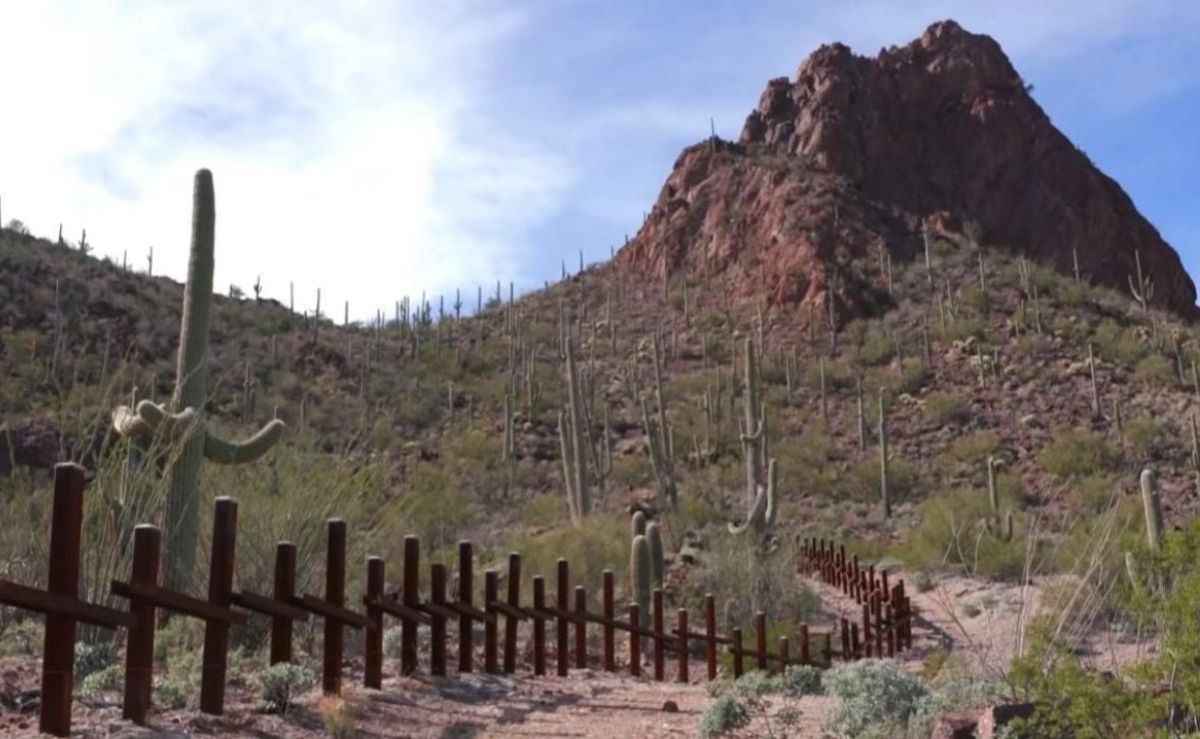 nacion-tohono-o-odham-denuncia-retiro-de-miles-de-saguaros-por-obras-del-muro-fronterizo